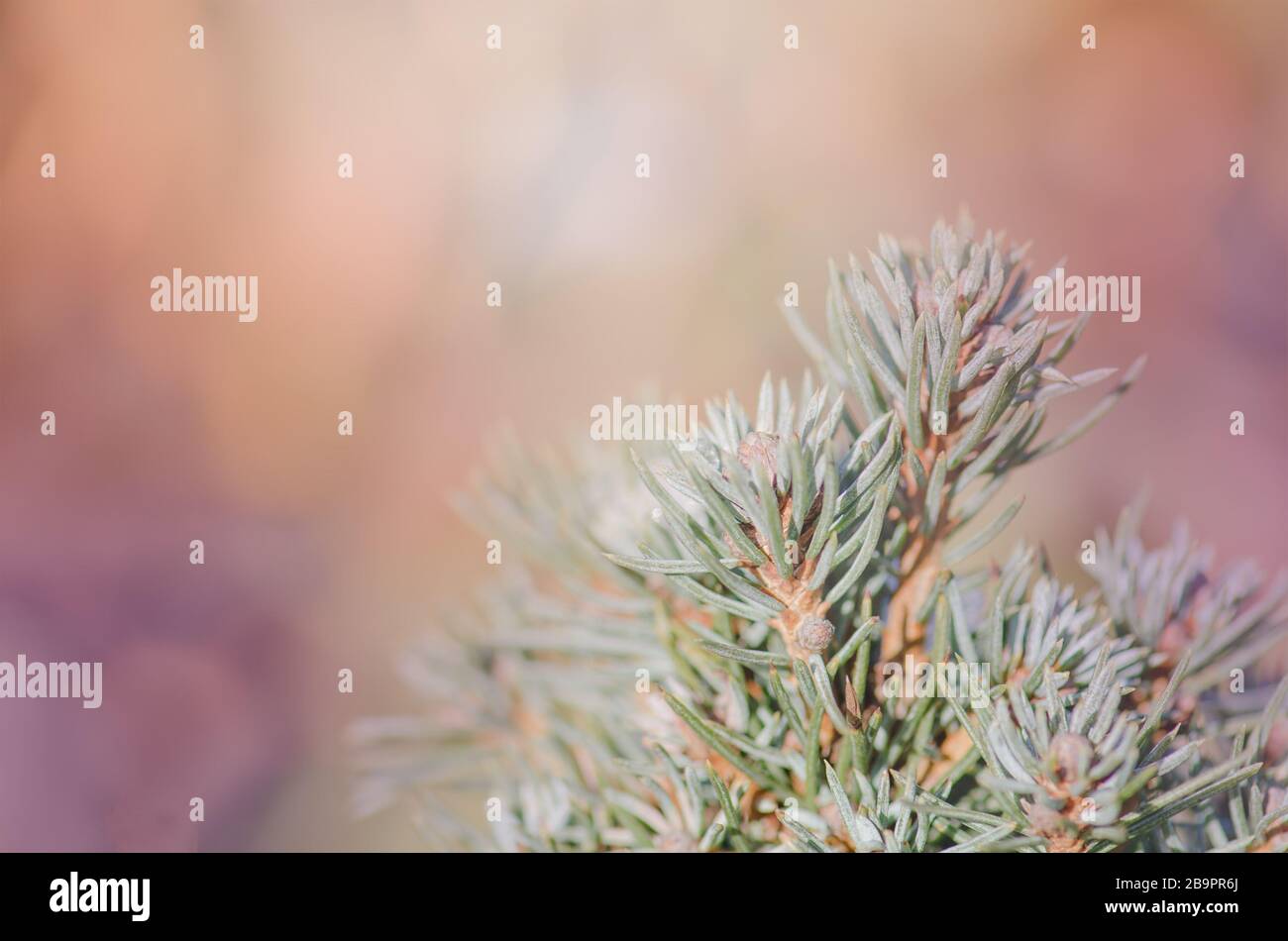 Winter garden with conifer covered with snow Stock Photo
