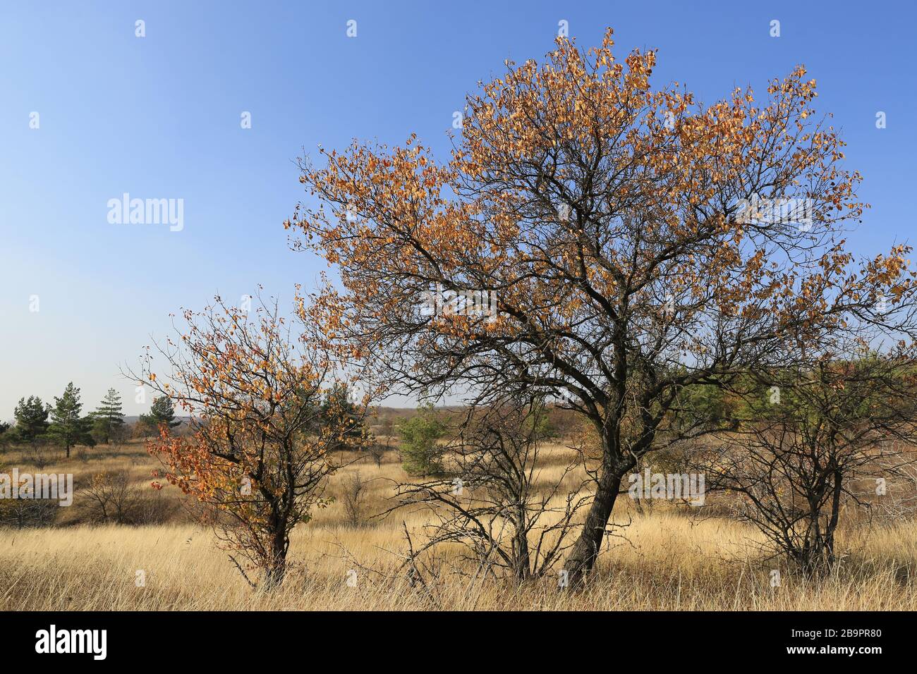 Autumn trees with dry leafage on meadow in sunny day Stock Photo - Alamy
