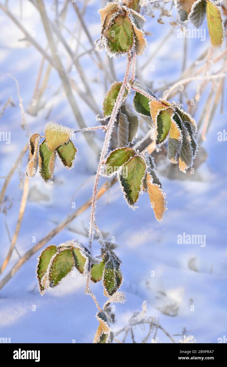 Winter scene frozenned flower hi-res stock photography and images - Alamy