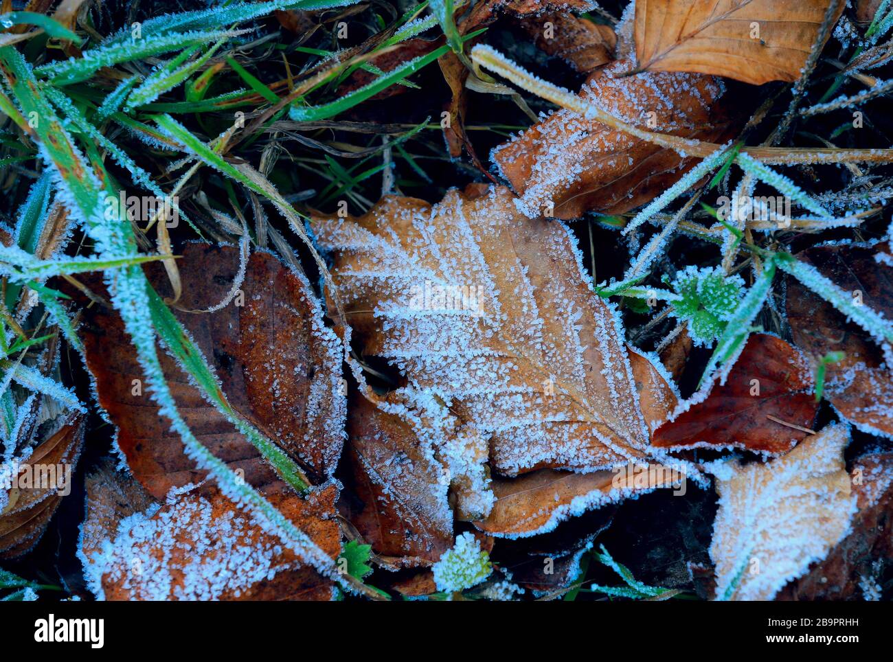 Grass covered with hoarfrost hi-res stock photography and images - Alamy