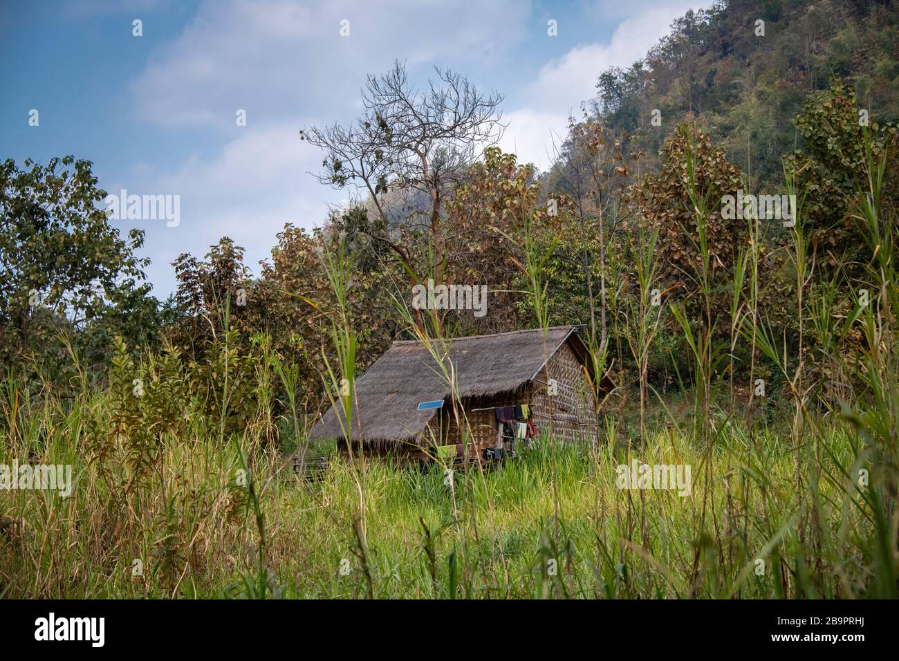 Rustic shack blends into a nature landscape, Green grass and trees ...