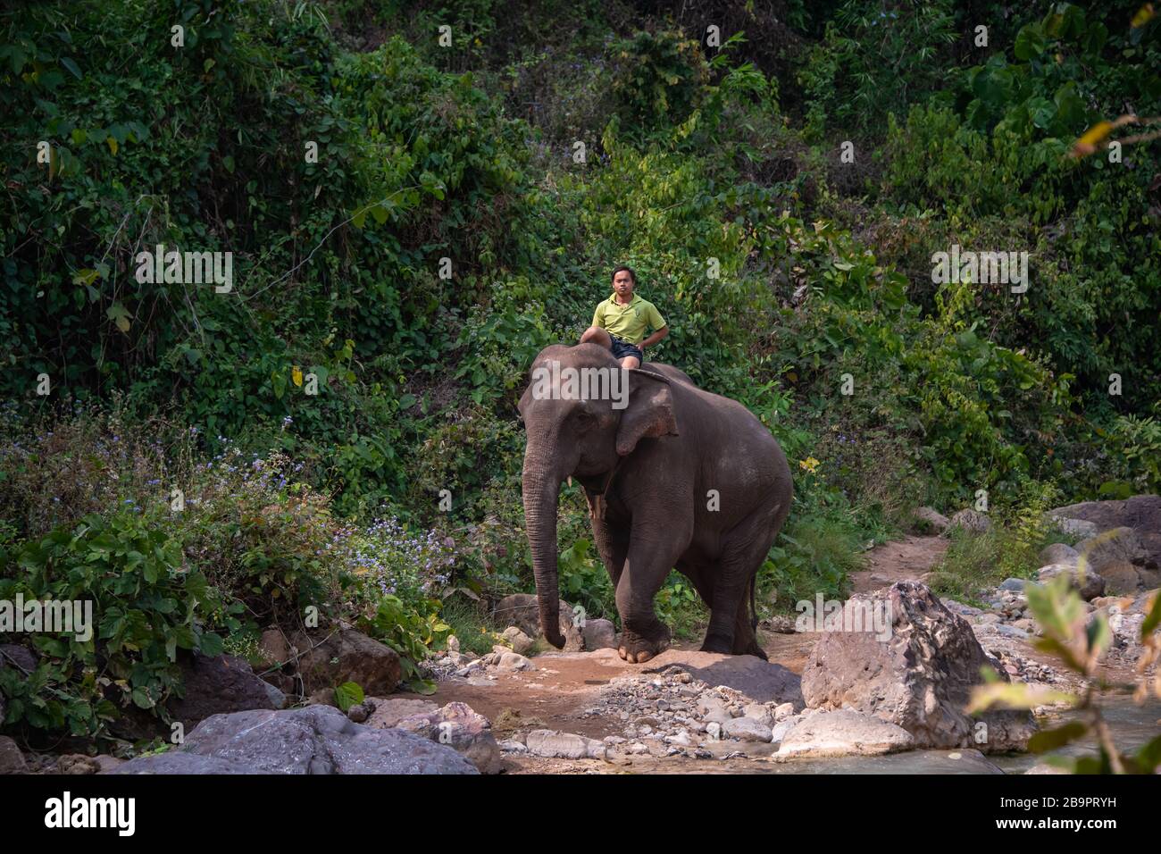 Indian elephant rides hi-res stock photography and images - Alamy