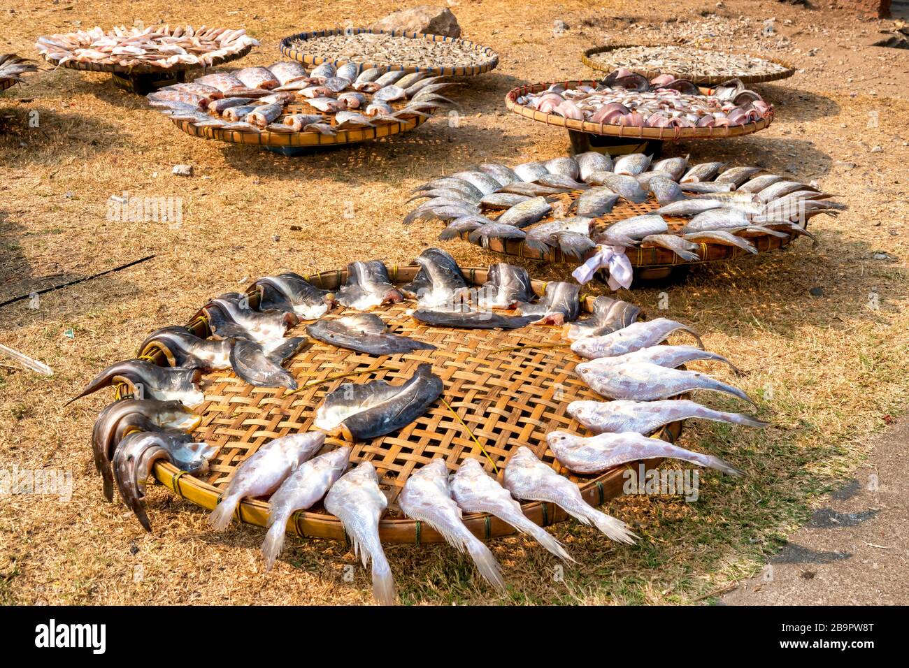 Fish left to dry in Lopburi, Thailand Stock Photo