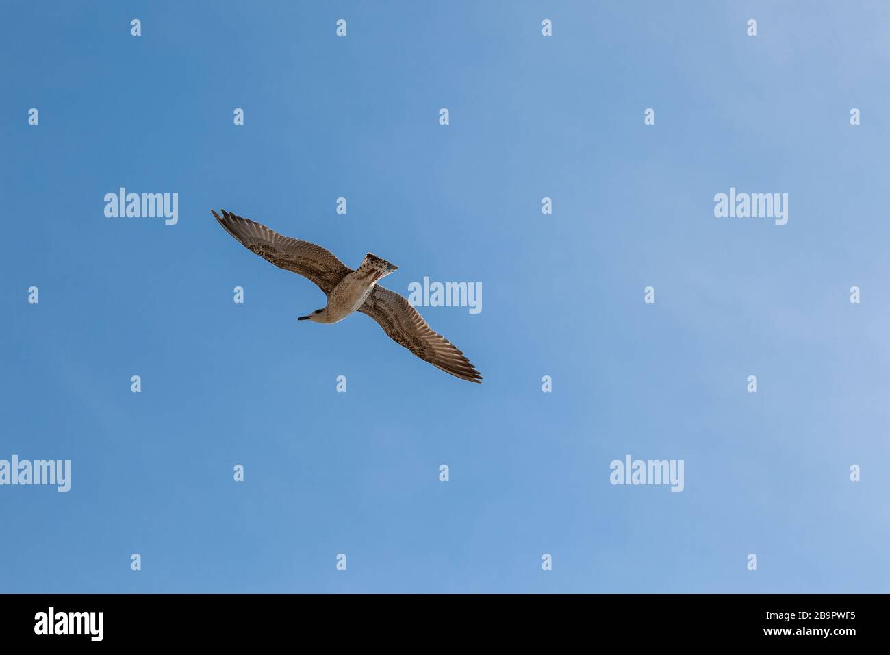 Single seagull flying in a sky as a background Stock Photo - Alamy