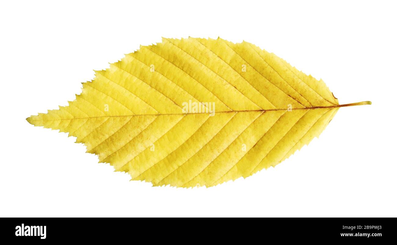 Golden autumn colours elm tree leaf isolated Stock Photo Alamy