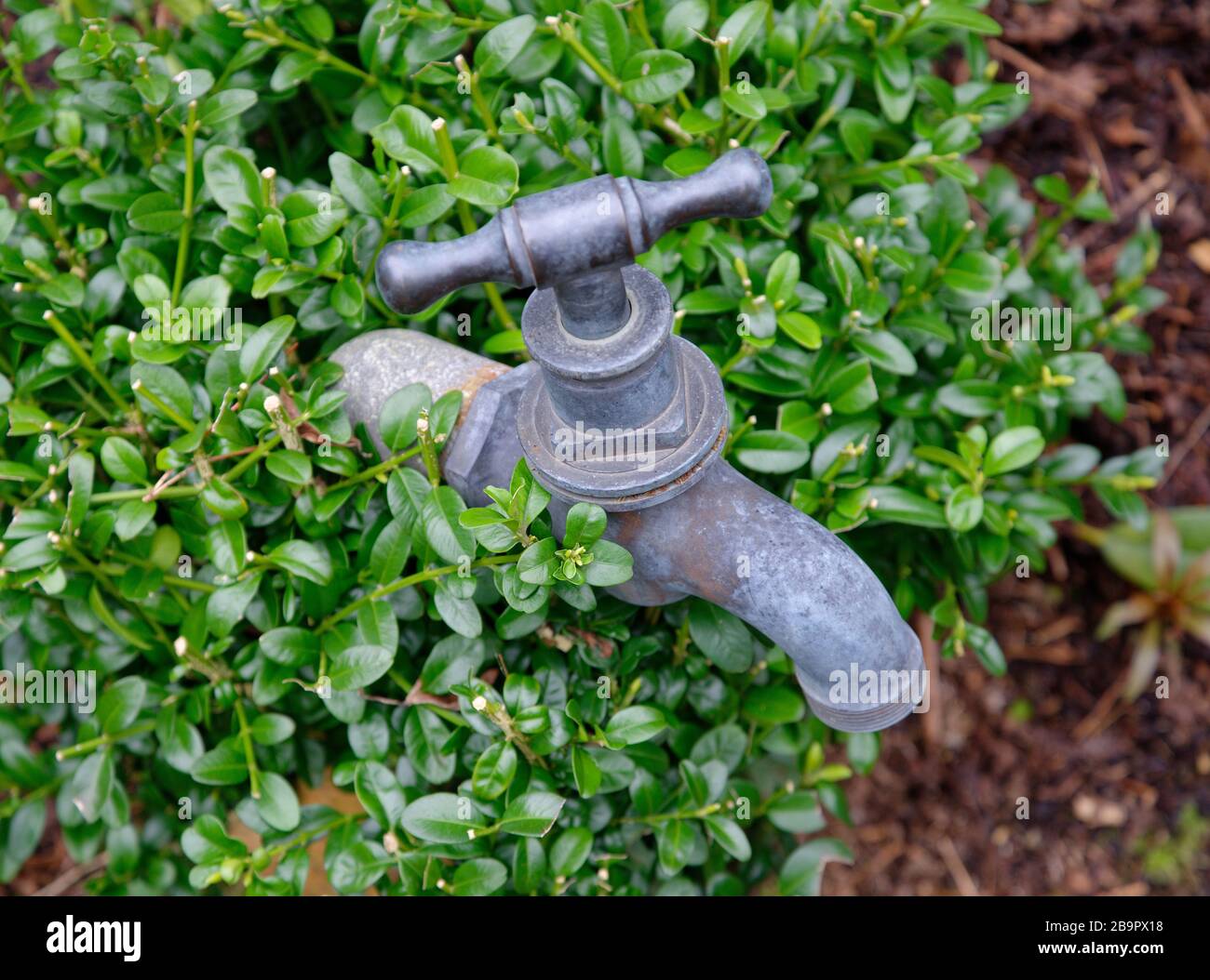A garden water tap surrounded by plants. Stock Photo
