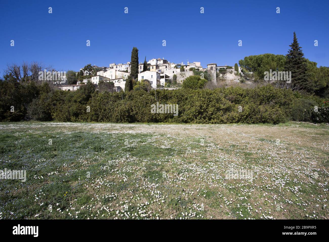 Field of daisies in front of the French village of Biot on the French