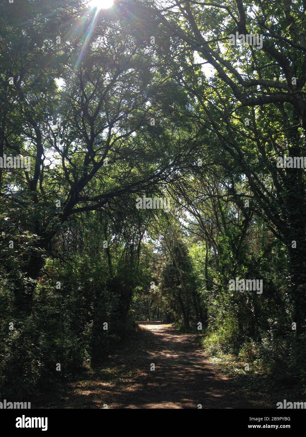 Footpath in the forest under the sun rays Stock Photo