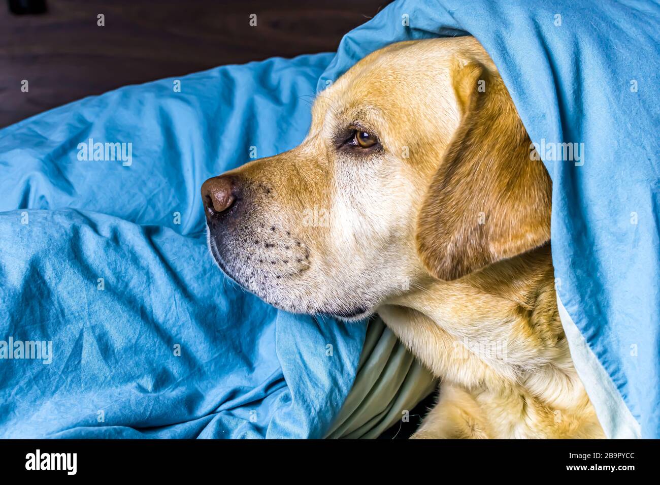 white labrador lies on the bed under a blanket Stock Photo - Alamy