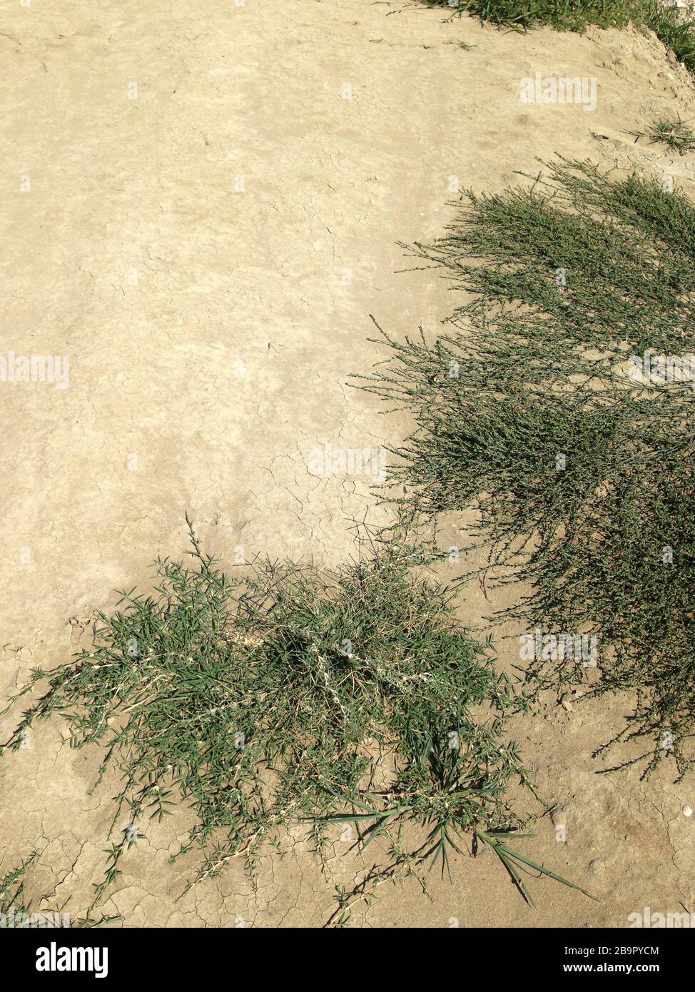 Arid soil hires stock photography and images Alamy