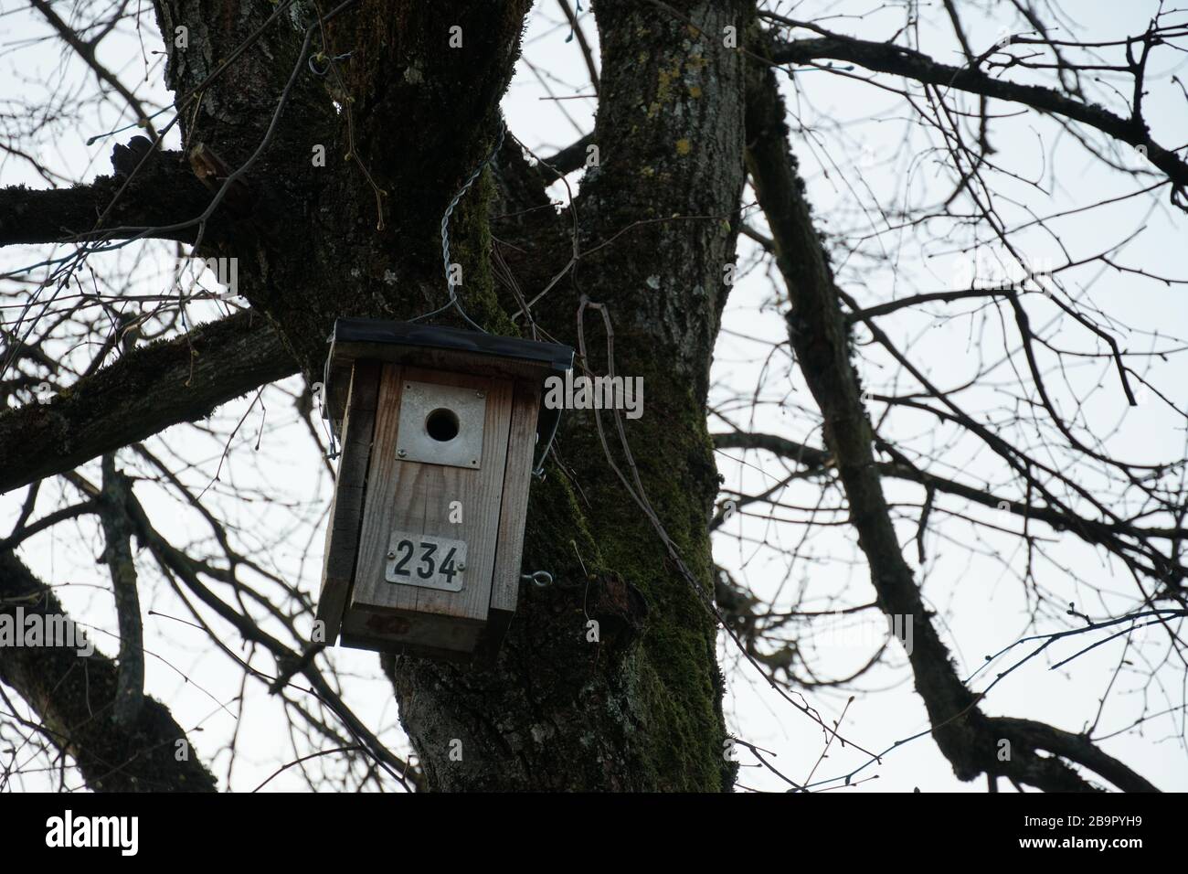 bird box on a tree in winter in Urdorf Switzerland close up Stock Photo