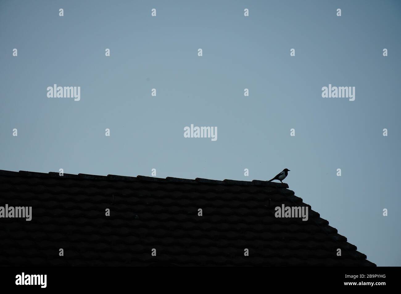 A roof consisting of tiles with a magpie sitting on the edge. Blue sky on the background. Village Urdorf, Switzerland. Stock Photo