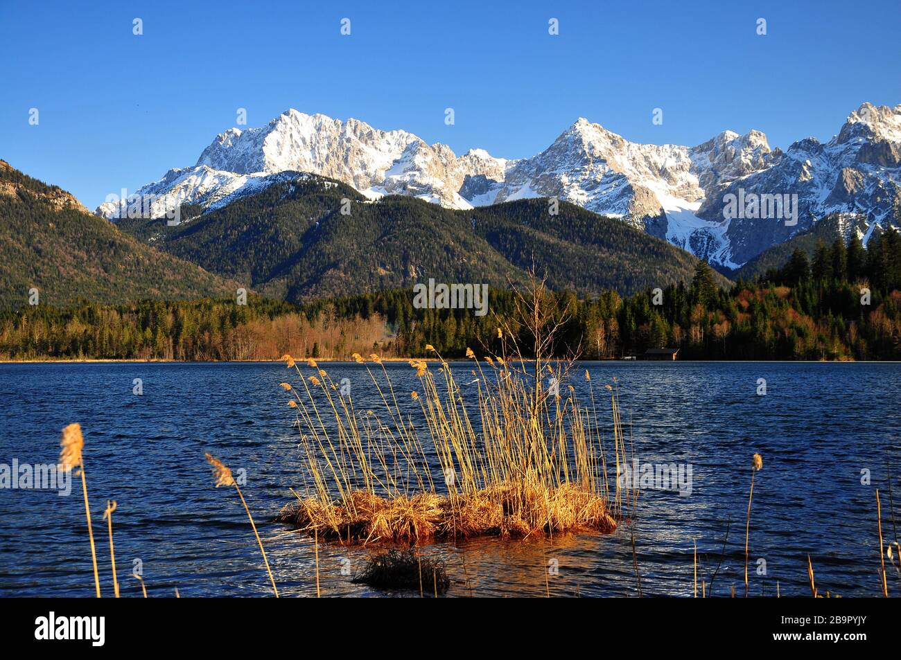 Schilfinsel in the Barmsee in Upper Bavaria, in the background the ...