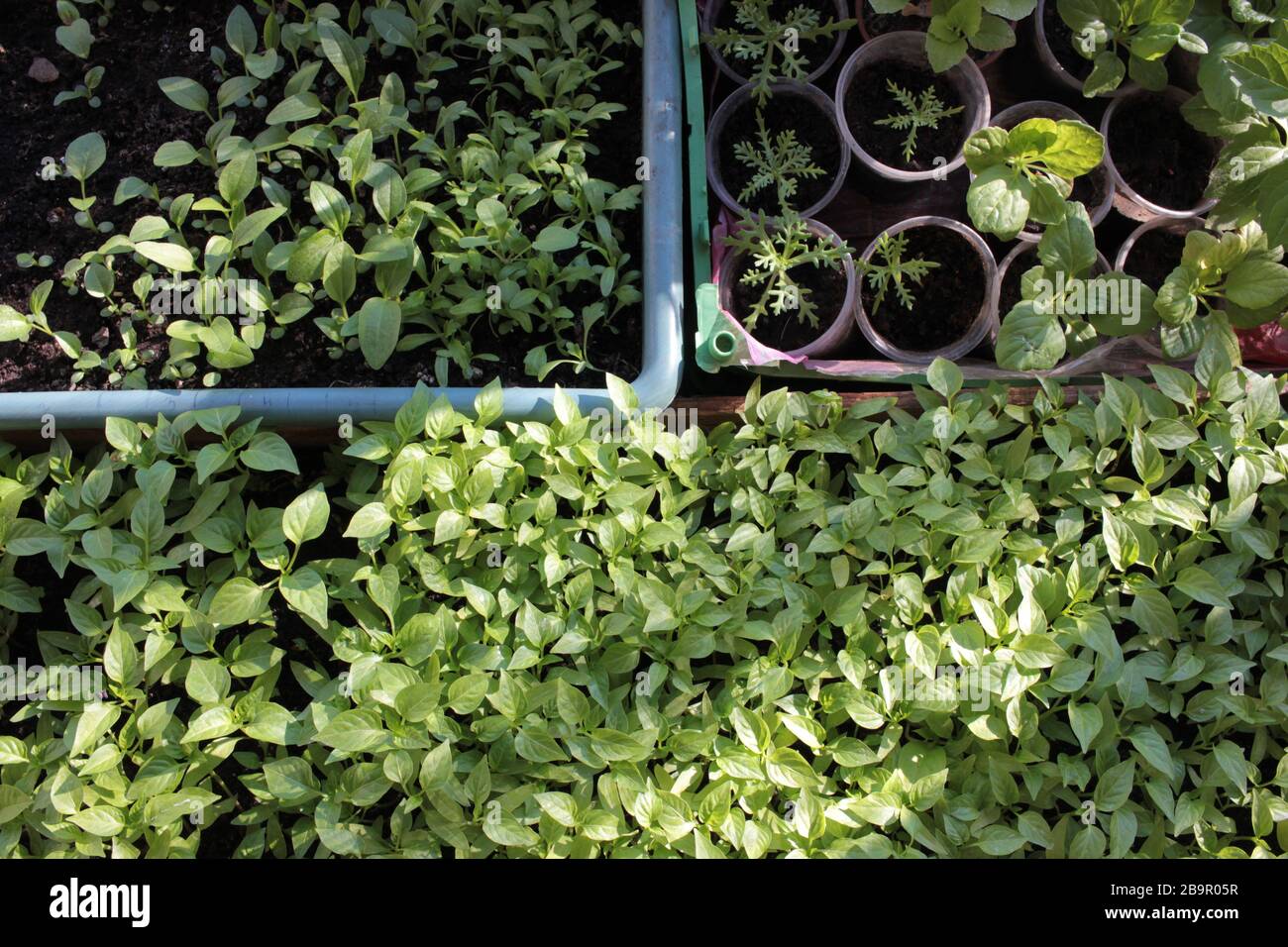 Young sprouts of pepper, aster and camomile daisies seedlings in balcony garden. Growing organic seedlings at home. Greenhouse cultivation. Growing Pl Stock Photo