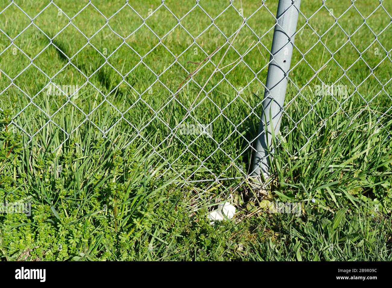 Spreading of coronavirus COVID-19 - used paper tissue in the wire fence. A potential danger or risk for public health, paper tissue dropped. Stock Photo