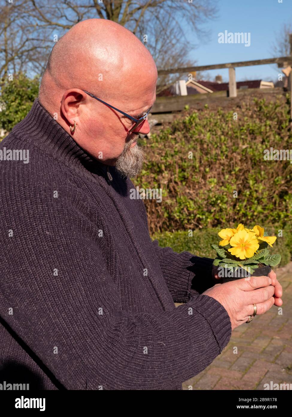 Elderly bald man is standing in the garden with a yellow primula in a plastic flower pot in his hands. Yellow Primrose Primula Vulgaris. Country Stock Photo