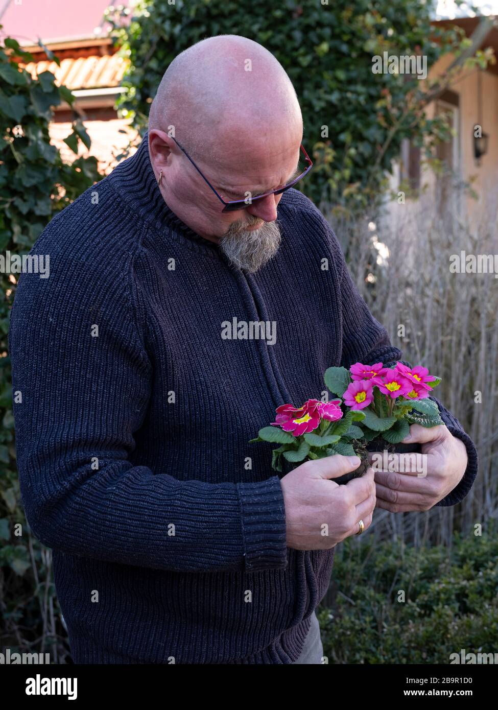 Elderly bald man is standing in the garden with pink primulas in a plastic flower pot in his hands. Pink Primrose Primula Vulgaris. Country Garden Stock Photo
