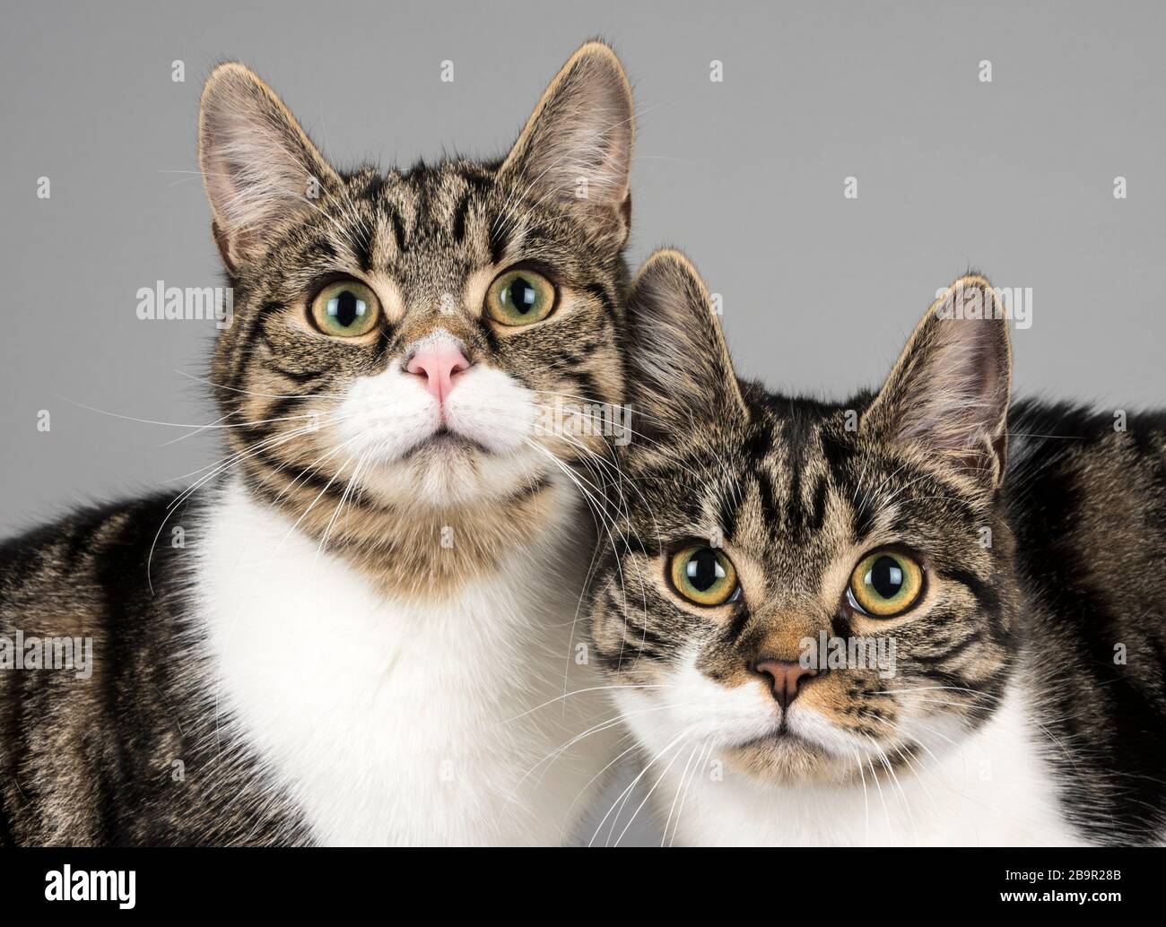 Domestic cats in the UK Stock Photo