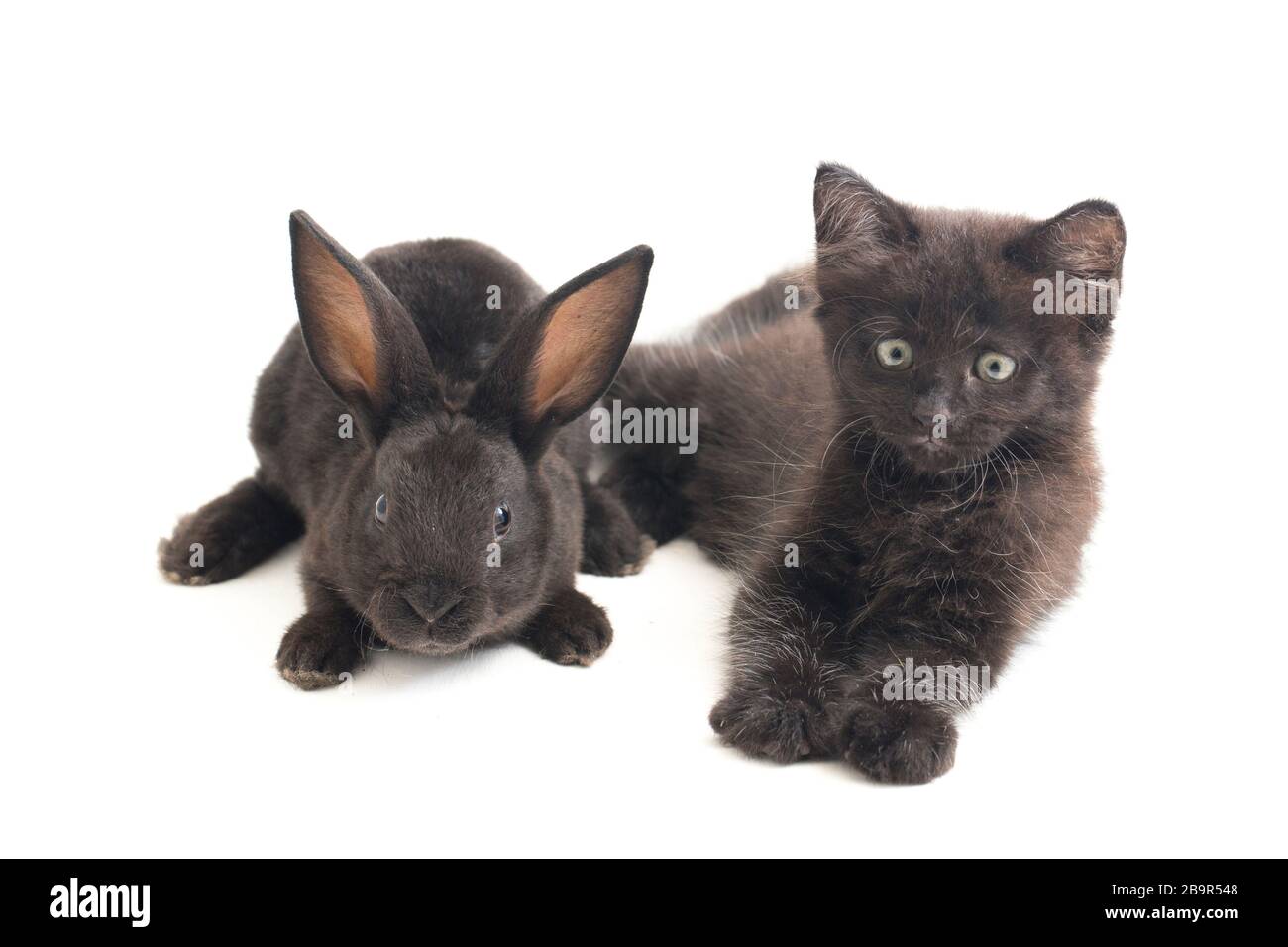Black rabbit and cat, isolated on white background Stock Photo