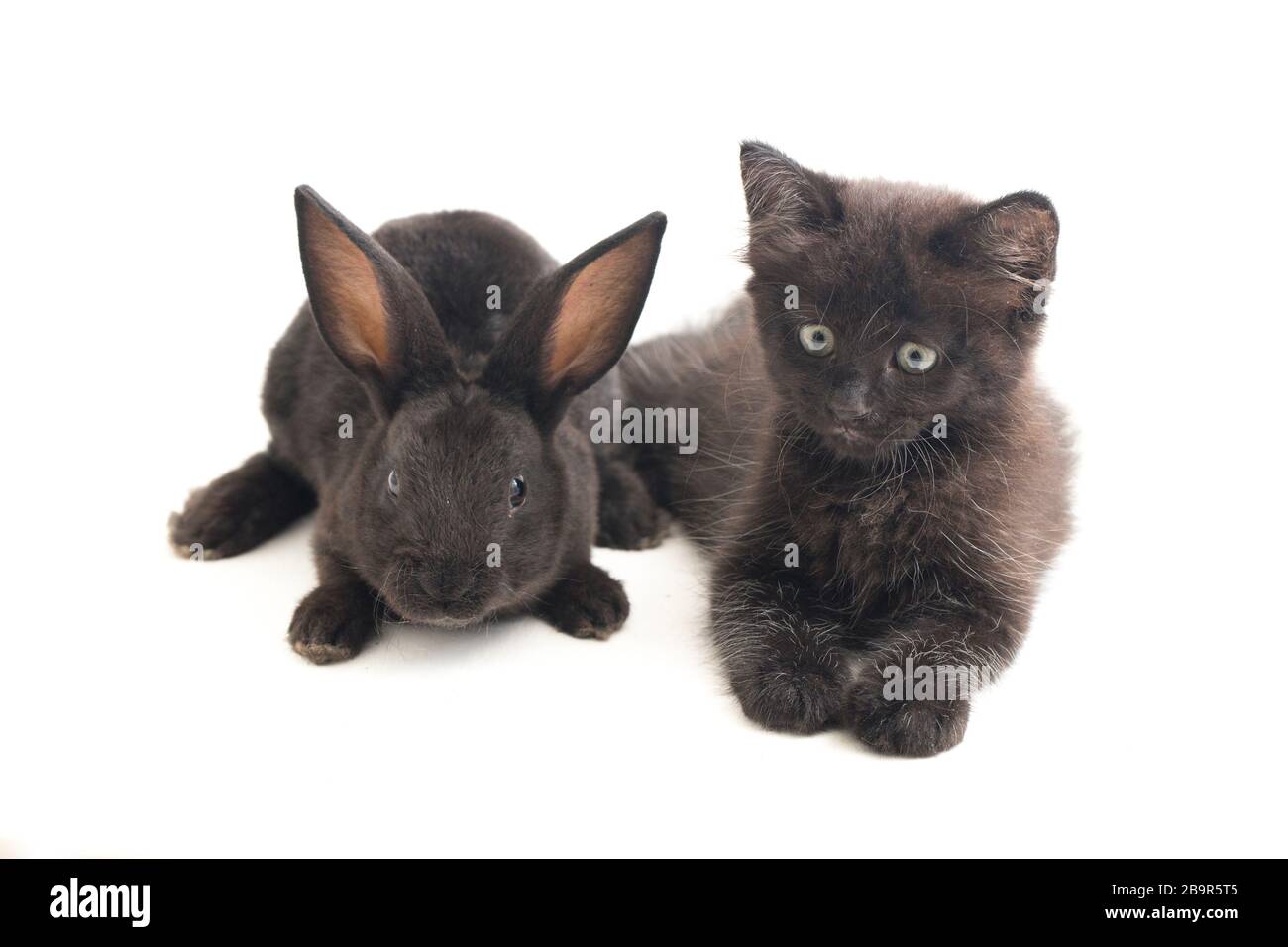Black rabbit and cat, isolated on white background Stock Photo