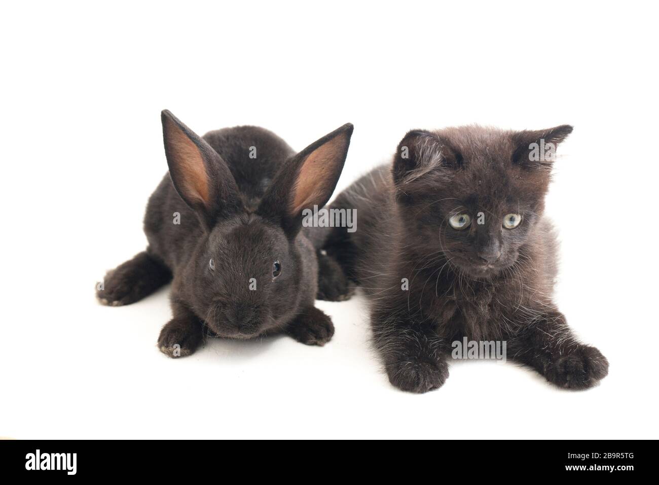Black rabbit and cat, isolated on white background Stock Photo