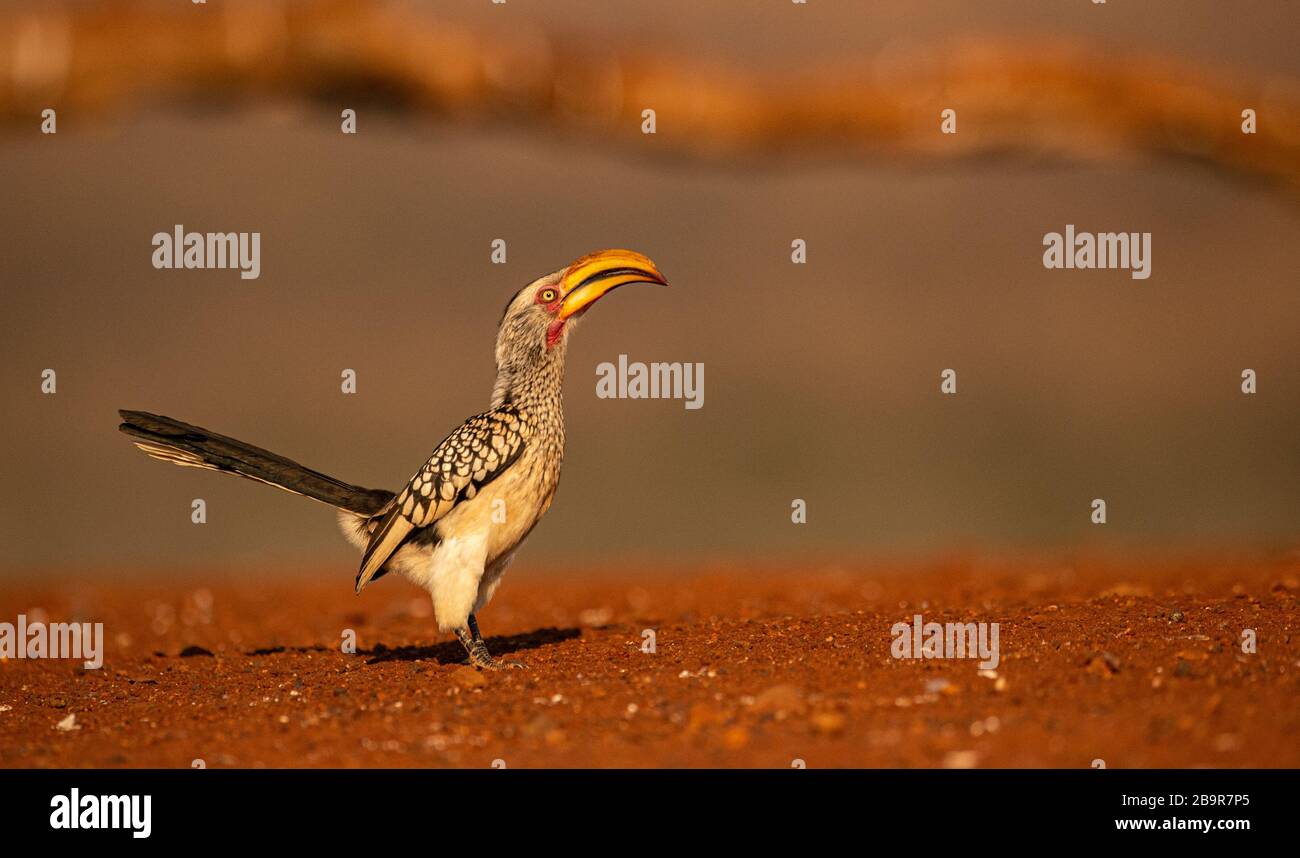 Yellow billed hornbill Stock Photo