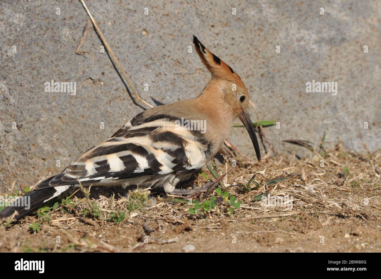Hoopoe feeding on a lawn in Israel. An adult bird is looking for