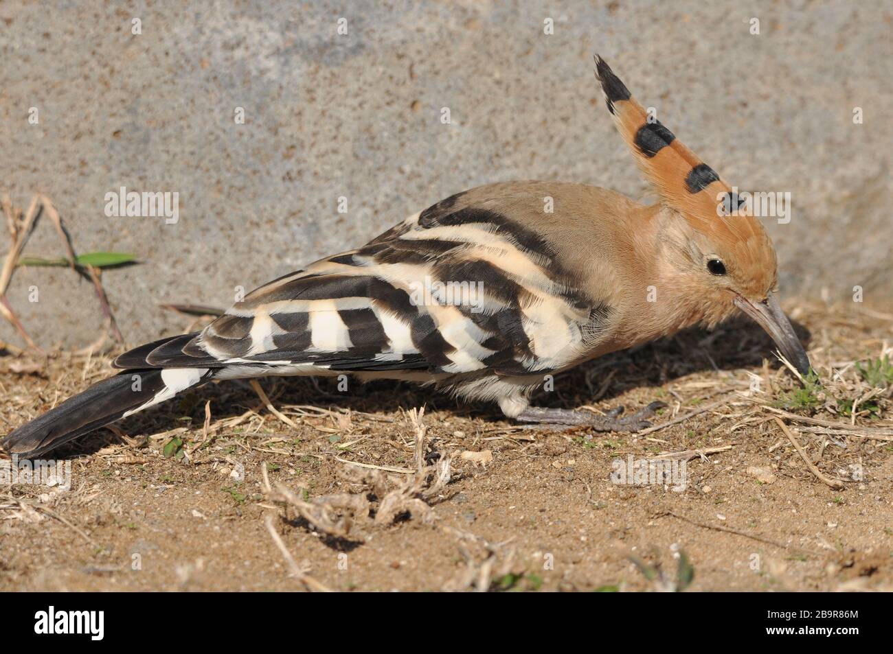 Israel Native Insects Insects of israel hi-res stock photography and images - Alamy
