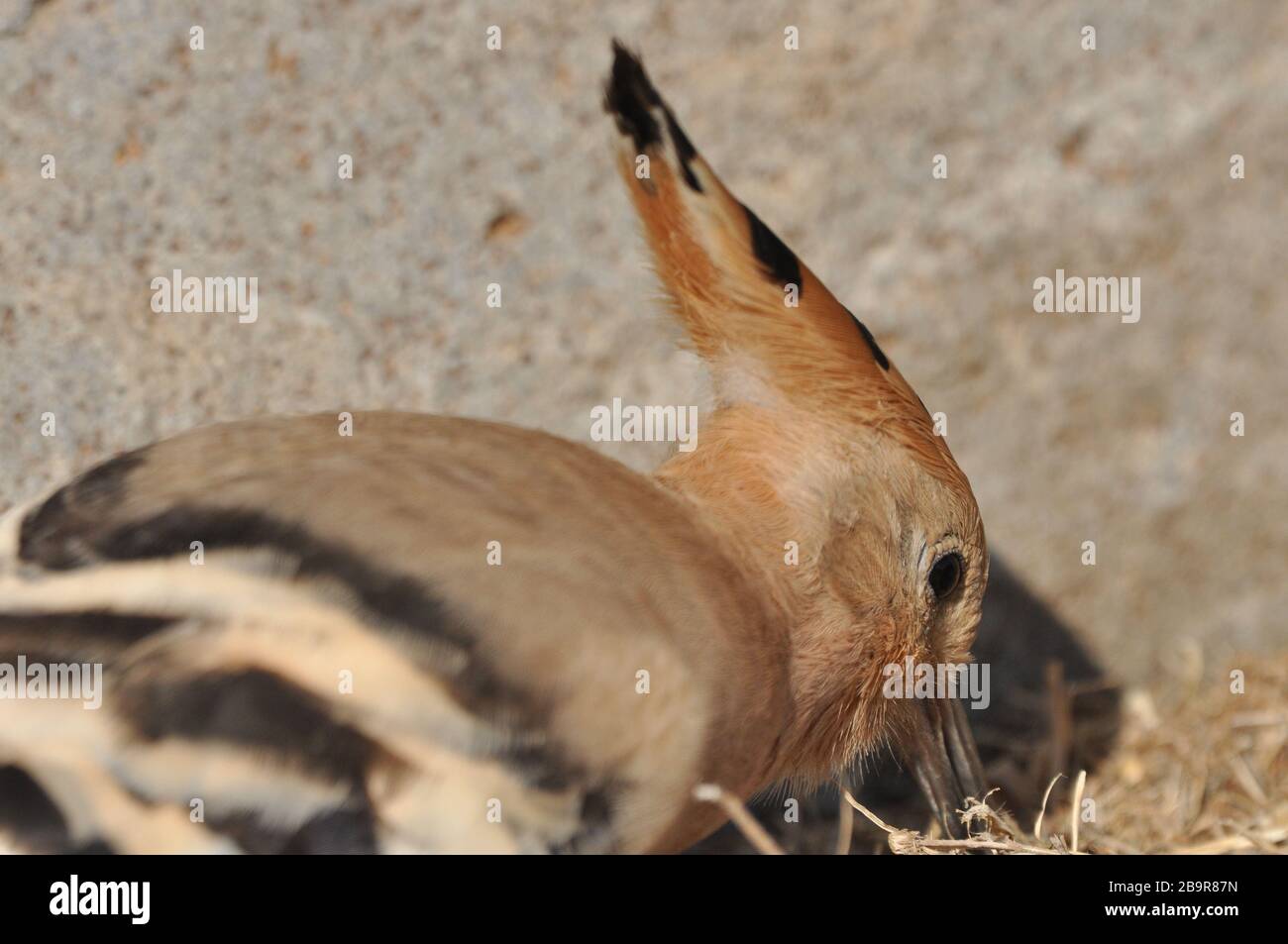 Israel Native Insects Insects of israel hi-res stock photography and images - Alamy