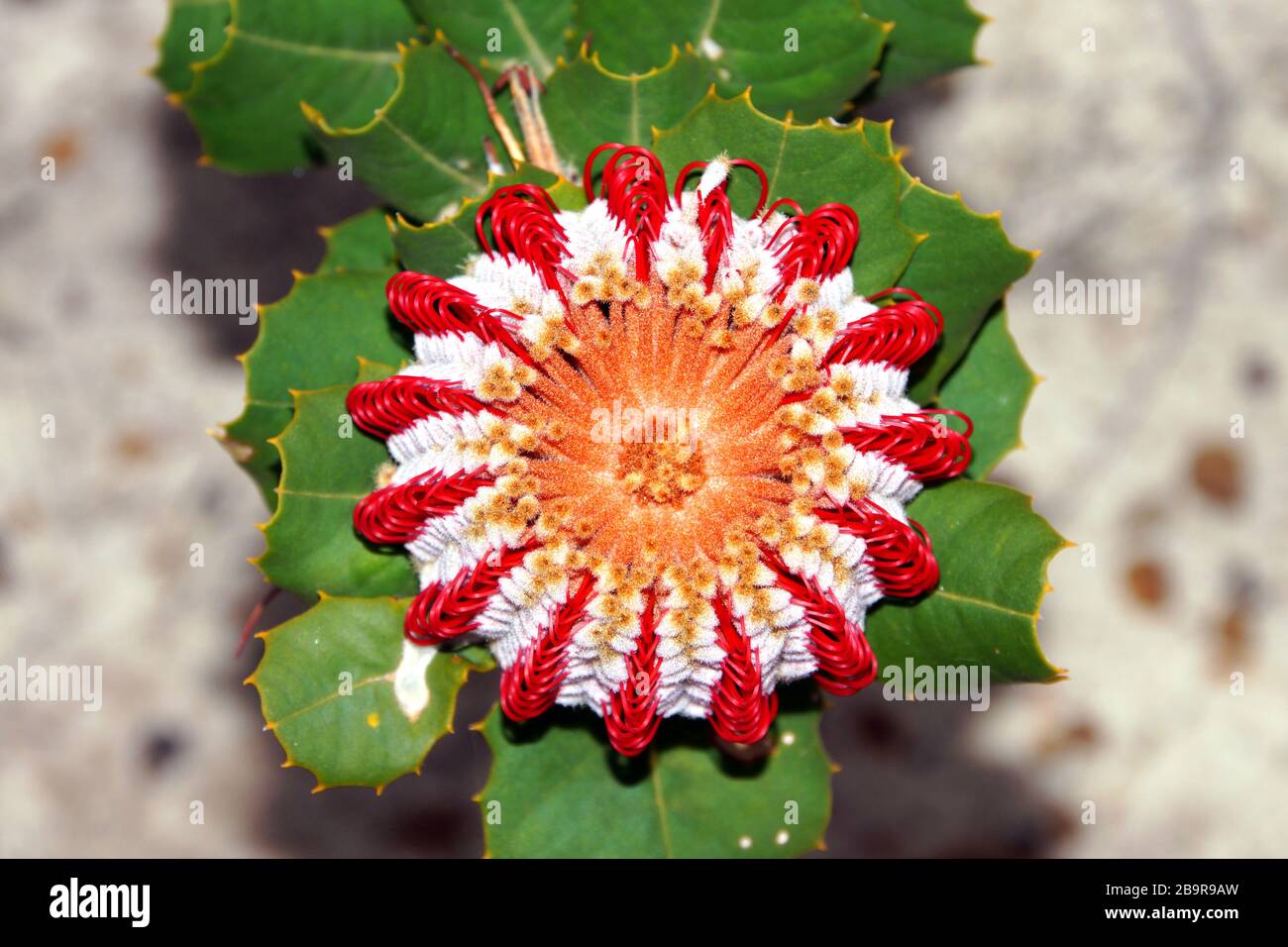 Red and white flower of Banksia coccinea, endemic to Southwest Western Australia, view from above Stock Photo