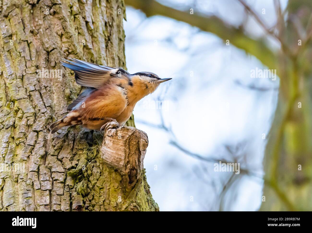Eurasian nuthatch (Sitta europaea) stretching his wings on a dead branch stump, animal wild Stock Photo