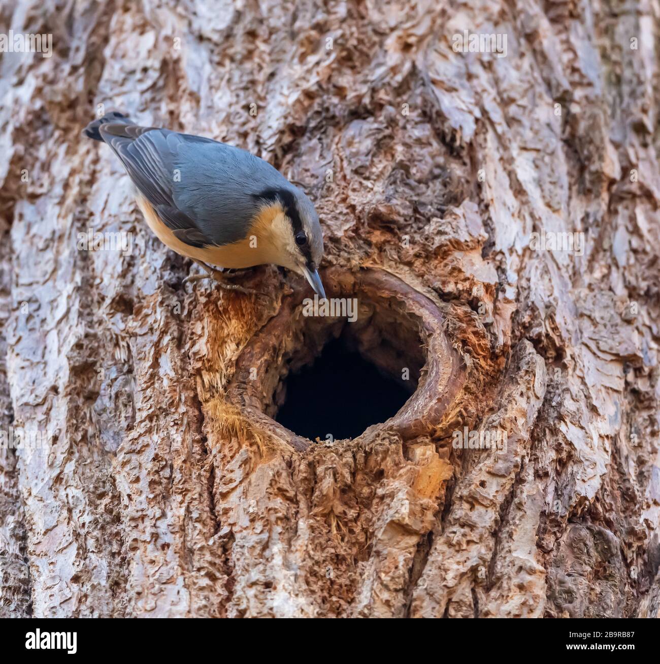 Eurasian nuthatch (Sitta europaea) peaking in a nesting hole, animal wild Stock Photo