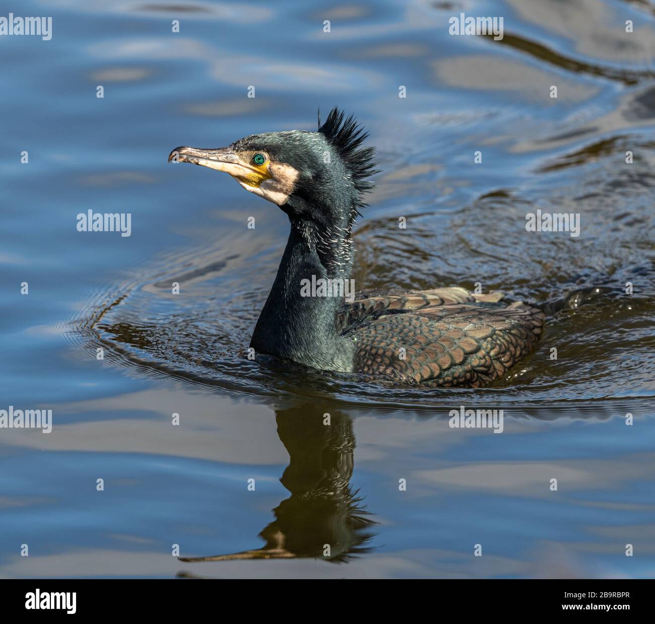 black cormorant with punk hair swimming in the water, animal wild Stock Photo