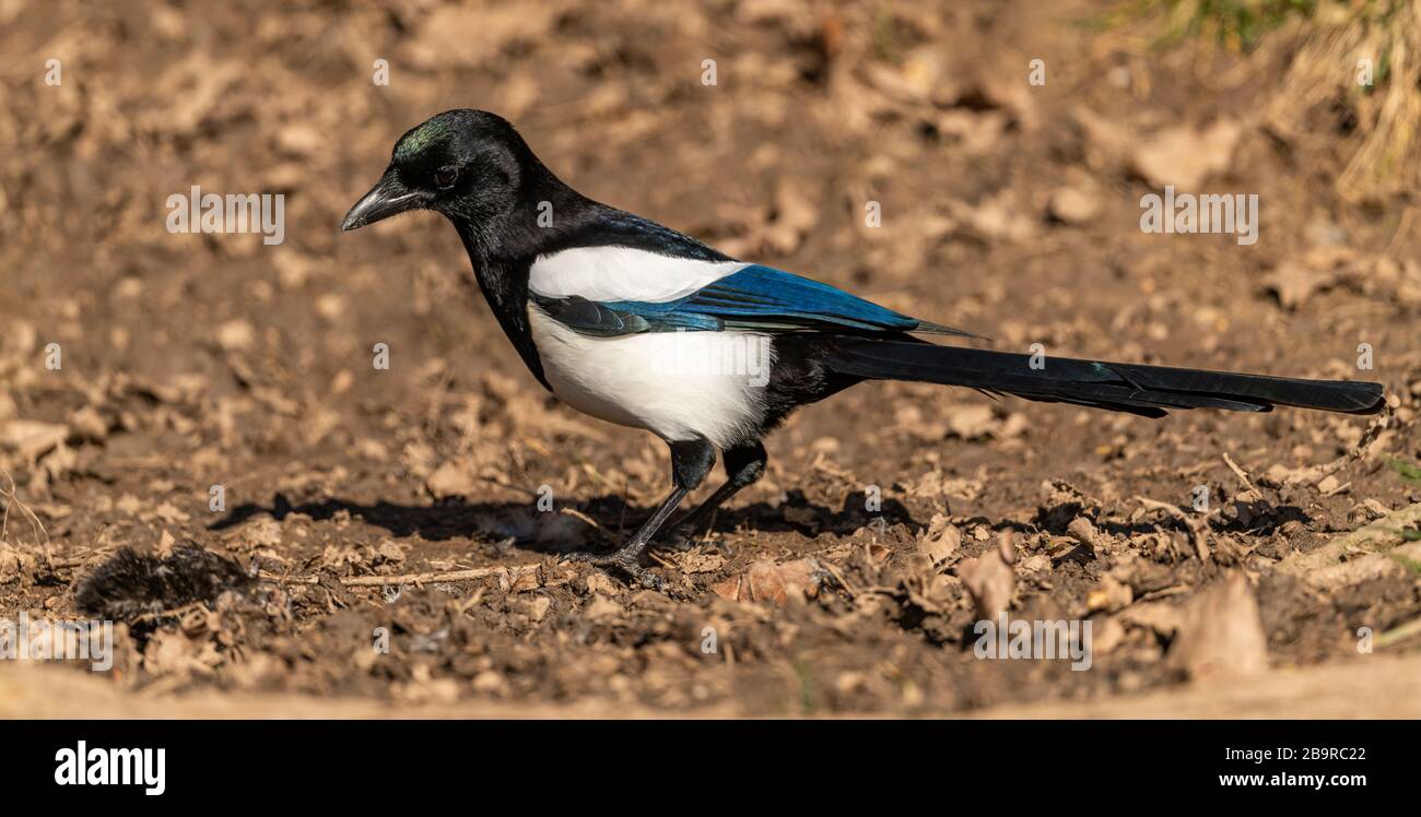 magpie bird standing on the ground, animal wild Stock Photo