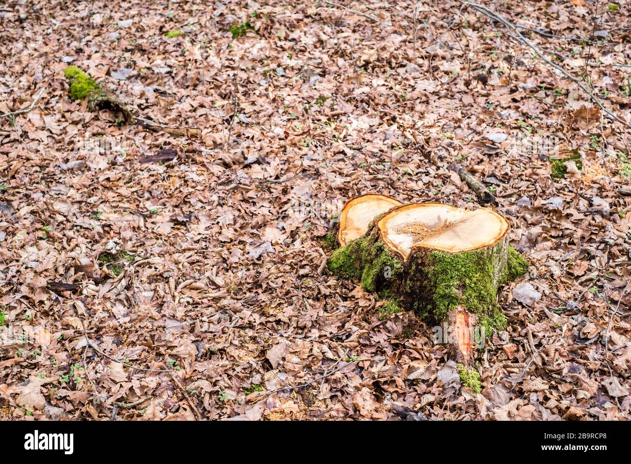 Curated visual reference: Picture Idea: Stump Of Freshly Cut Tree In Forest Stock Photo