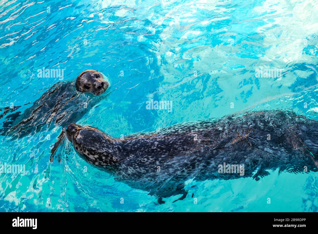 Galapagos seals swimming hires stock photography and images Alamy