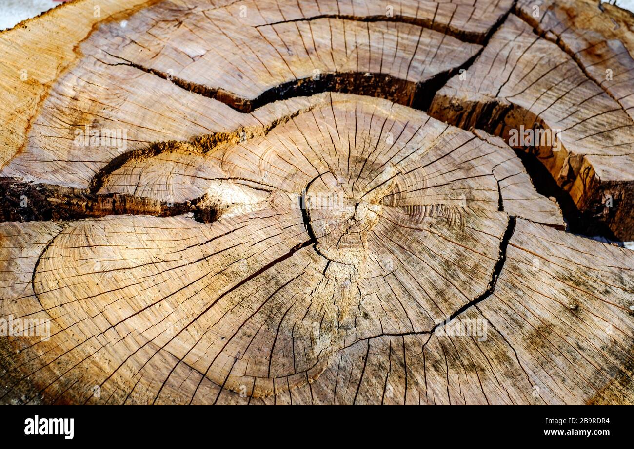 Wooden apple tree stump, close view Stock Photo