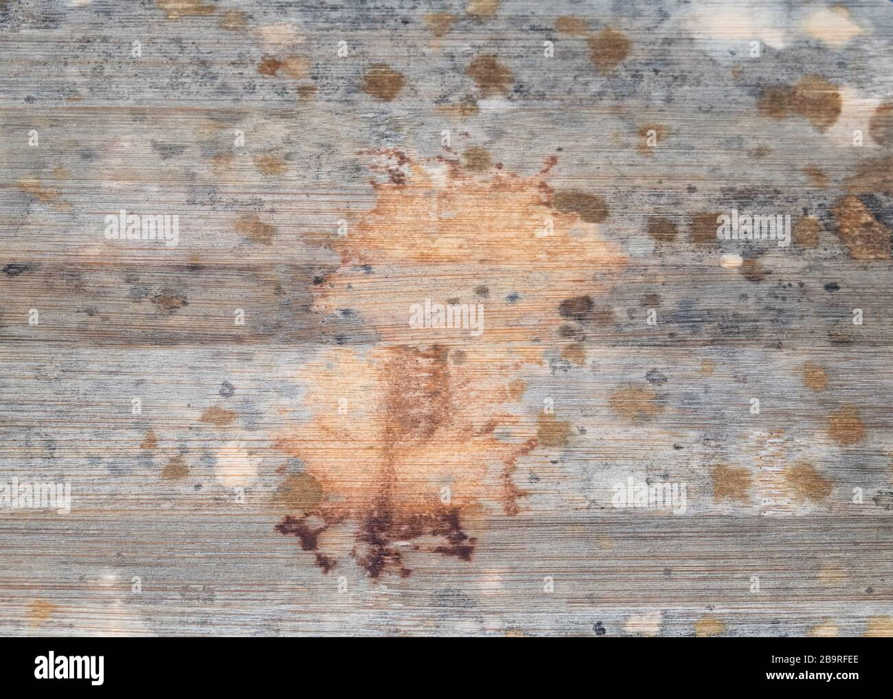 Concept of disease, a wooden board with many spots that show the development of a disease or a virus. Stock Photo
