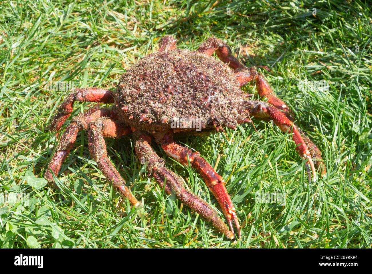 Alive spider crabs on grass after fishing in Brittany Stock Photo