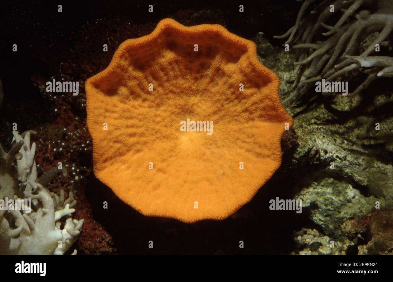 Orange stalked-cup sponge, Cymbastela sp. Stock Photo