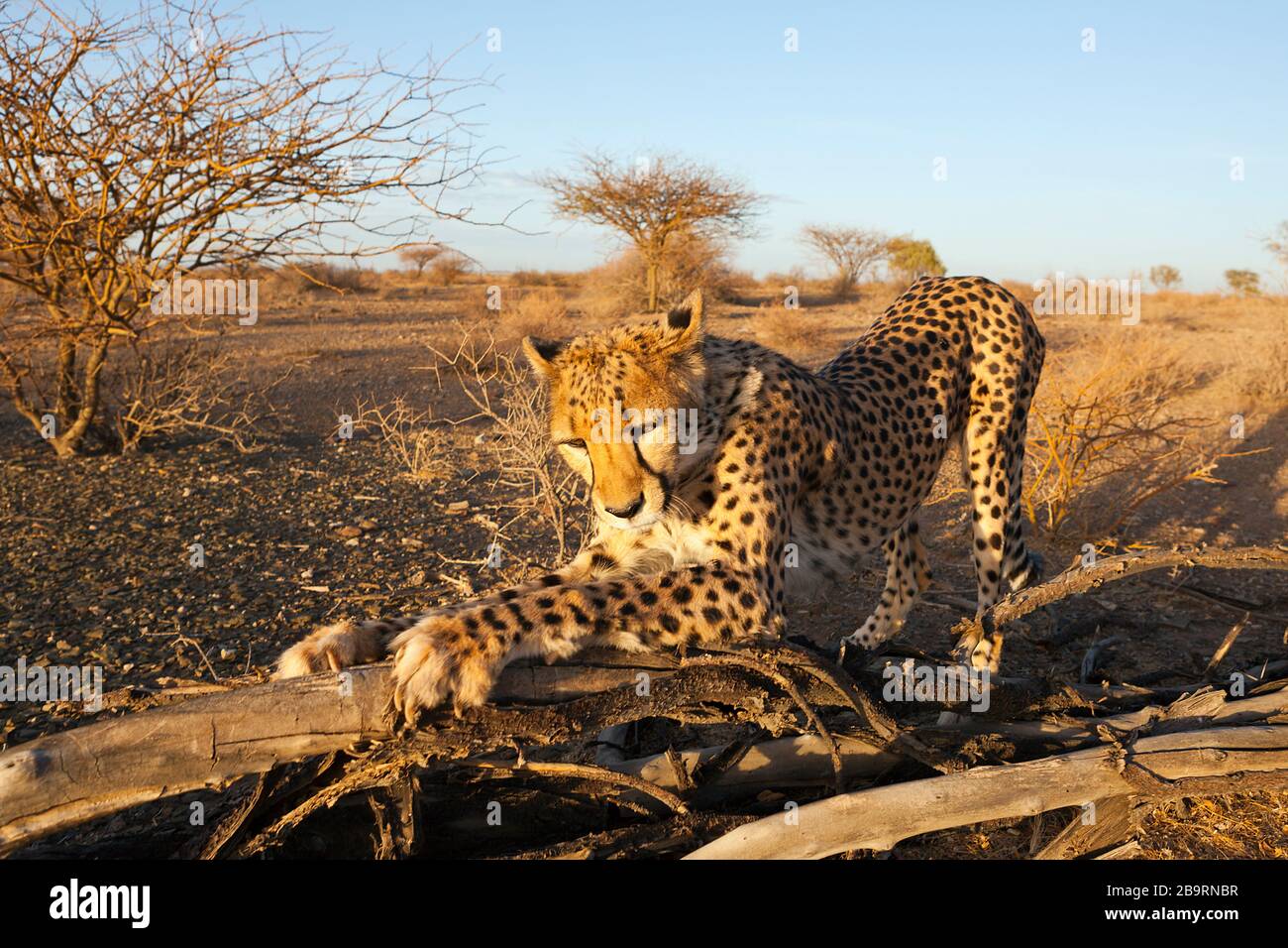 Male subadult Cheetah, Acinonyx jubatus, Kalahari Basin, Namibia Stock Photo