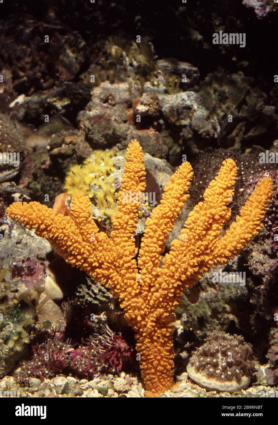 Orange spicky-finger sponge, Reniochalina stalagmitis Stock Photo
