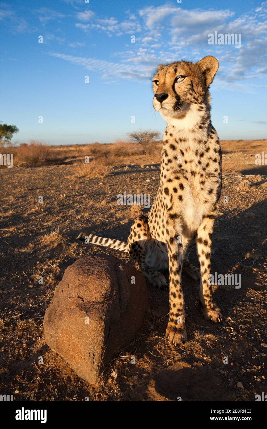 Male subadult Cheetah, Acinonyx jubatus, Kalahari Basin, Namibia Stock Photo