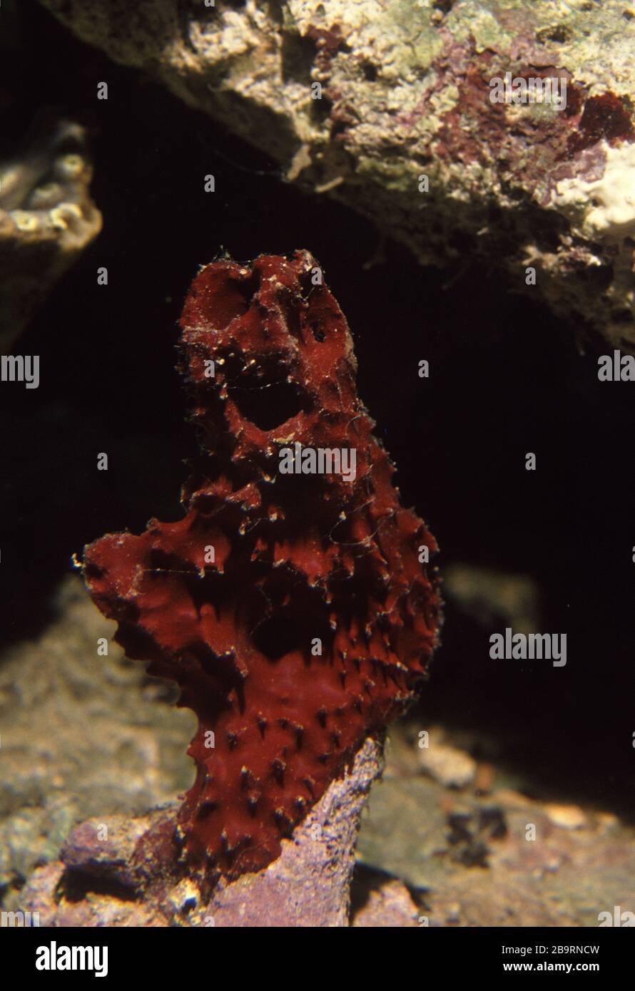 Caraibic sponge, Scopalina (Ulosa) hispida Stock Photo