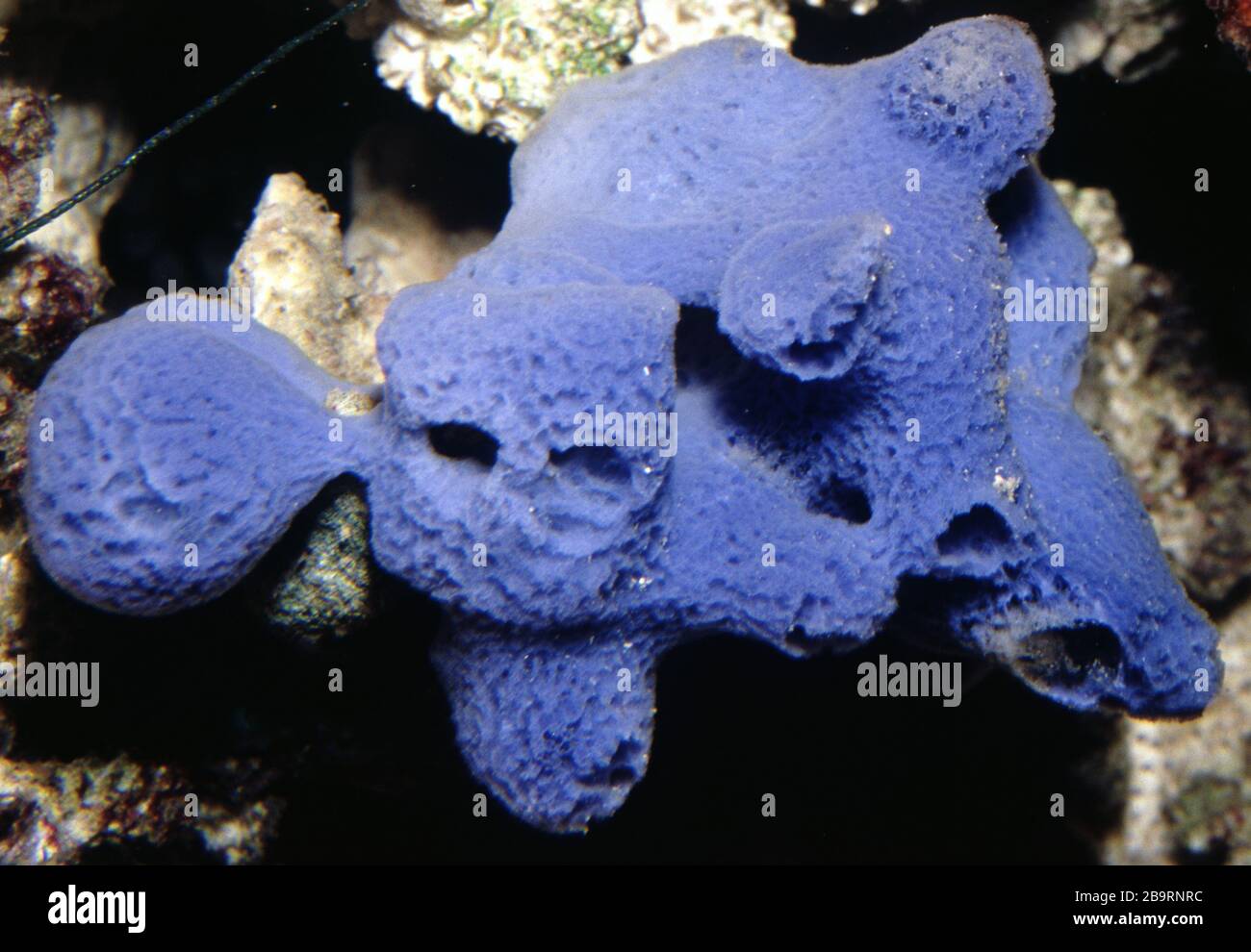 Blue sponge, Haliclona caerulea Stock Photo