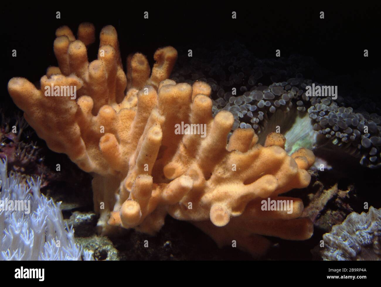 Indo-pacific stalagmite sponge, Auletta sp. Stock Photo