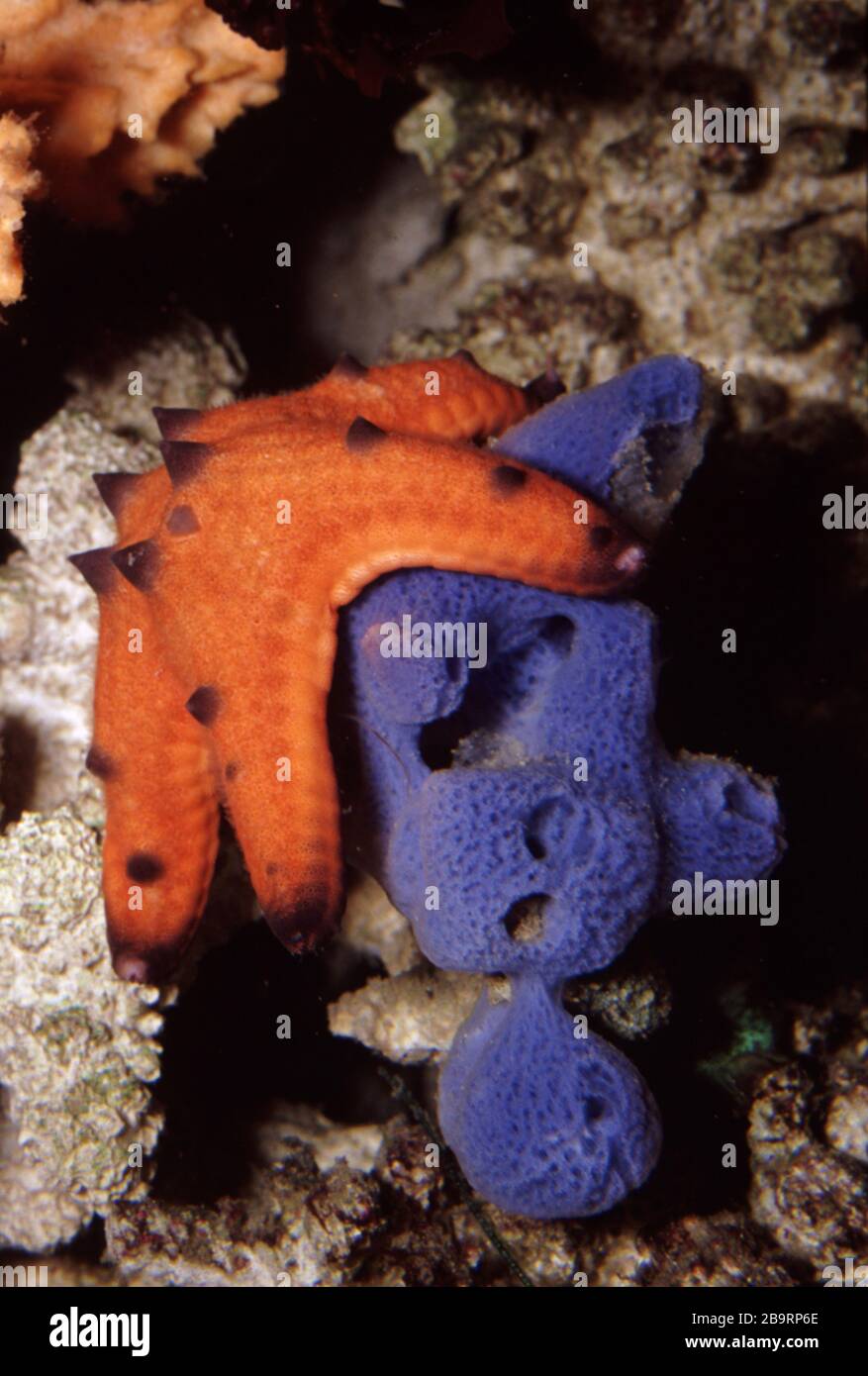 Knob sea star (Pentaceraster regulus) feeding a Blue sponge (Haliclona caerulea) Stock Photo