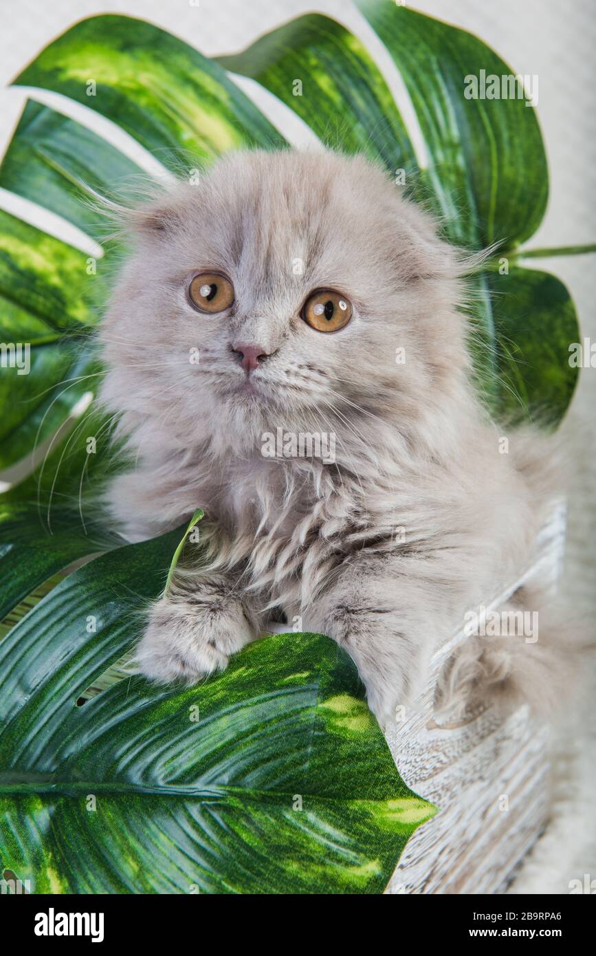 Scottish fold Highland fold kitten gray fluffy cat Stock Photo Alamy