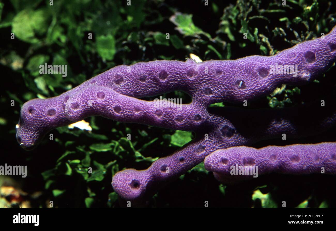 Violet sponge, Callyspongia monilata Stock Photo