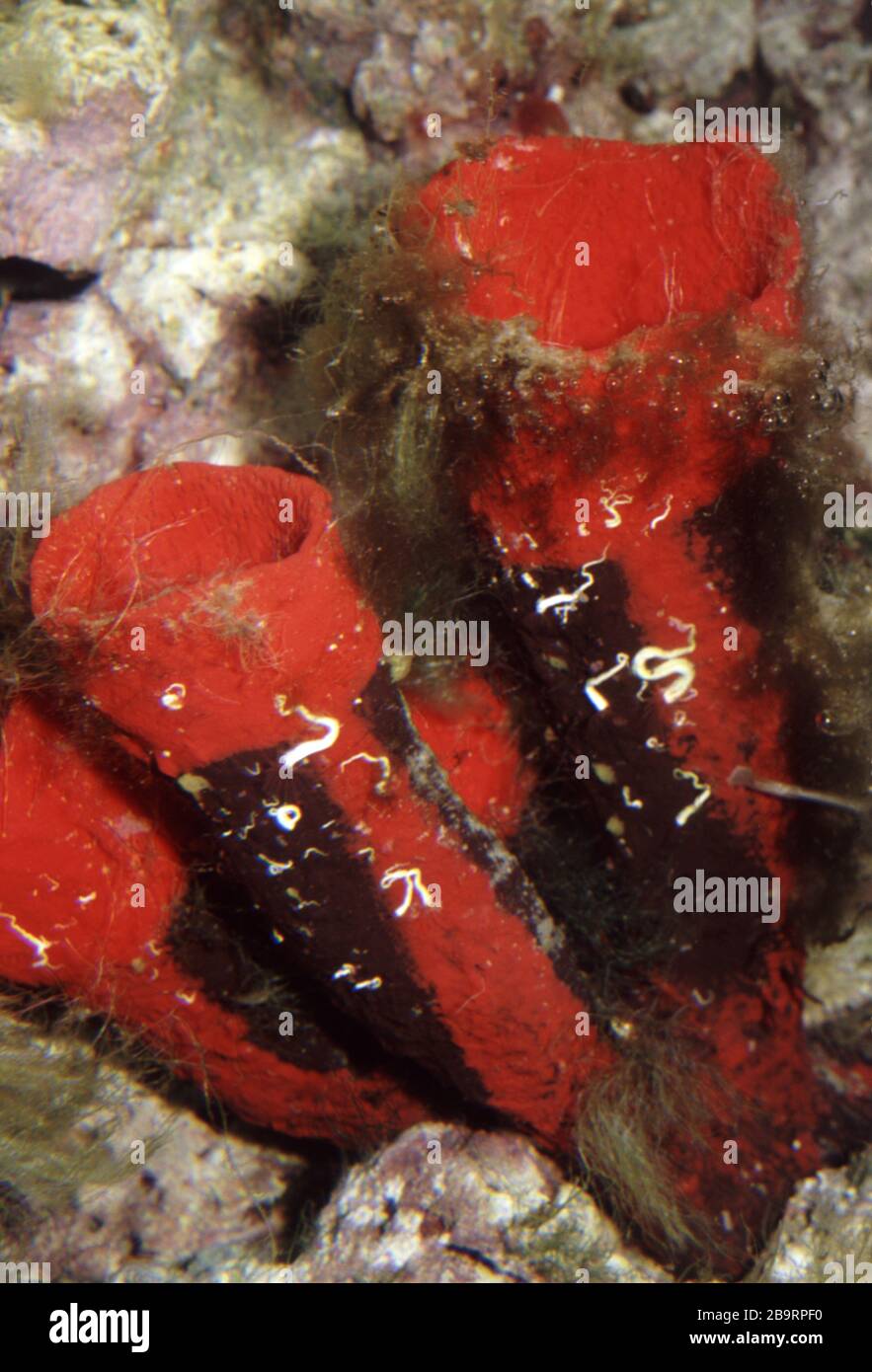 Red tubular sponge, Clathria basilana Stock Photo